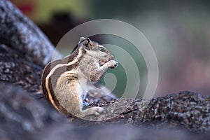 Palm Squirrel or Rodent or also known as the chipmunk standing firmly on the tree trunk