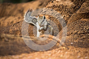 Palm Squirrel or Rodent or also known as the chipmunk standing firmly on the tree trunk