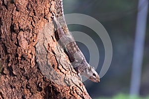 Palm squirrel or Rodent or also known as the chipmunk on the tree trunk