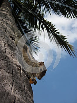 Palm squirrel, Trincomale, Sri Lanka