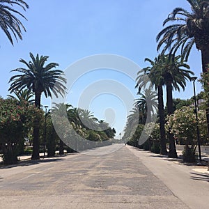 The palm street at San Benedetto del Tronto photo