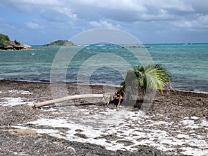 A palm struggling for survival.