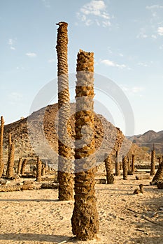 Palm Stumps