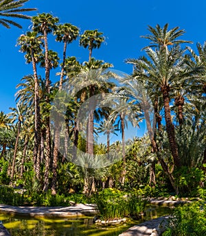 Palm and succulent garden Huerto del Cura in Elche, Spain photo