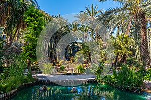 Palm and succulent garden Huerto del Cura in Elche, Spain photo