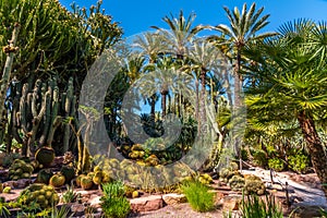 Palm and succulent garden Huerto del Cura in Elche, Spain photo