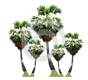 Palm-sugar trees ,tropical fruit growing up on organic farm isolated on white background