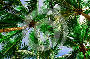 Palm sun top