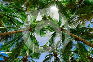 Palm sun top Dominican Republic