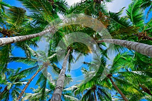 Palm sun top Dominican Republic