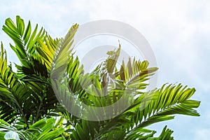 Palm Sunday background with green tropical tree leaves against natural summer season or spring sky
