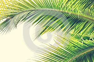 Palm Sunday background with green tropical tree leaves against natural summer or spring sky