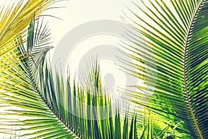 Palm Sunday background for religious holiday backdrop with green tropical tree leaves against summer sky