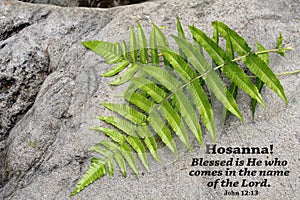 Palm Sunday concept with bible verse quote - Hosanna. Blessed is He who comes in the name of the Lord. John 12:13. photo