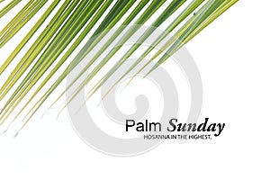 Palm Sunday concept. Hosanna in the highest. With palm leaves isolated on white background. Happy Palm Sunday. photo