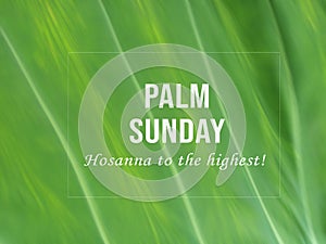 Palm Sunday. Hosanna to the highest. Happy Palm Sunday concept and sign on closeup of taro green leaf texture background. photo