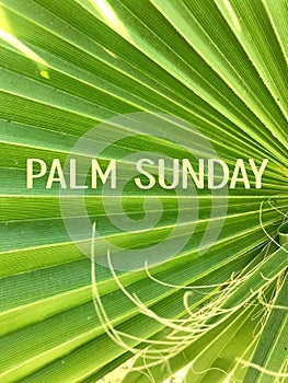 Palm sunday text inscription on palm leaves background.