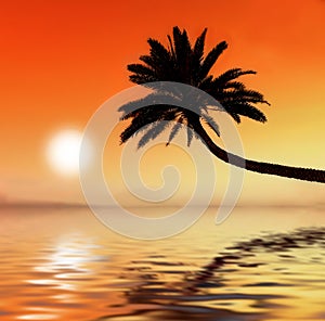 Palm sunset