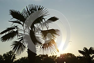 Palm and sunset