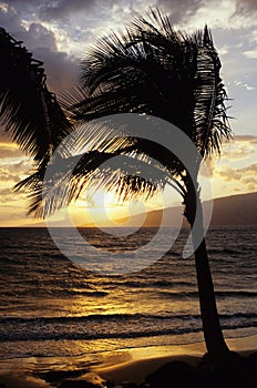 Palm at sunset on Maui, Hawaii