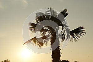 Palm, sunset and water