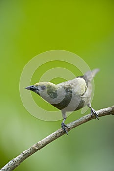 Palm tanager photo