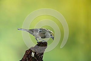 Palm tanager photo