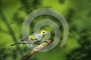 Palm Tanager photo