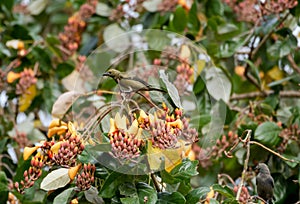 Birdwatching tropicale paglia un albero insolito arancia fiori 