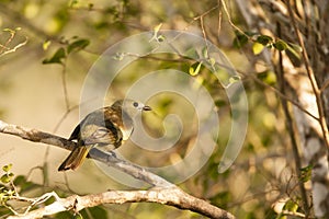 Palm Tanager on Branch in Shade