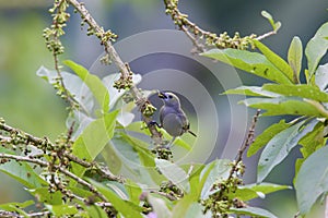 Palm Tanager Feeds on Tree   843657 photo