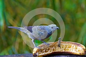 Palm tanager looking for food in the cloud forest in Alajuela, Costa Rica photo