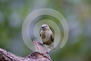 Palm Tanager  840418 photo