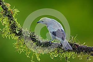 Palm Tanager sitting on beautiful mossy branch with clear background. Beautiful bird from Costa Rica. Birdwatching in South