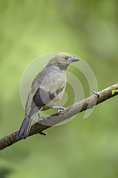 Palm Tanager - Thraupis palmarum