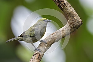 Palm Tanager - Thraupis palmarum