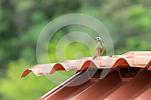 Palm Tanager (Thraupis palmarum