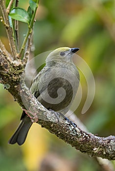 Palm Tanager - Thraupis palmarum, beautiful gray perching bird from Latin America