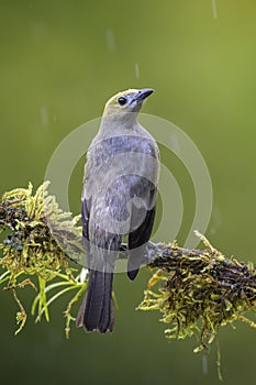 Palm Tanager - Thraupis palmarum