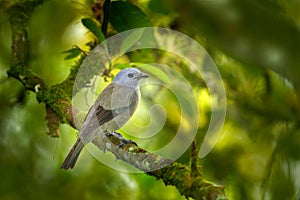 Palm Tanager, Thraupis palmarum, bird in the green forest habitat, Costa Rica. Dark green forest with bird. Tanager in the nature