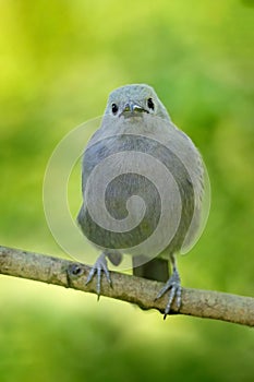 Palm Tanager, Thraupis palmarum, bird in the green forest habitat, Costa Rica. Dark green forest, tanager in the nature habitat.