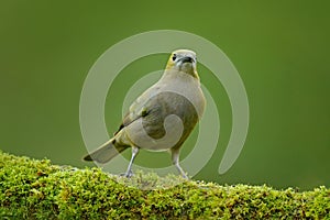 Palm Tanager, Thraupis palmarum, bird in the green forest habitat, Costa Rica. Tanager sitting on beautiful moss brach with clear