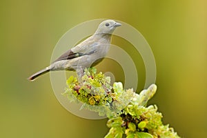 Palm Tanager, Thraupis palmarum, bird in the green forest habitat, Costa Rica. Tanager sitting on beautiful moss brach with clear