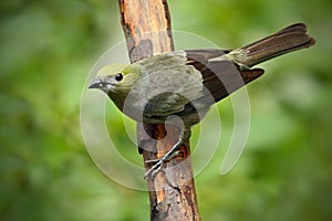 Palm Tanager, Thraupis palmarum, bird in the green forest habitat sitting on the branch Costa Rica