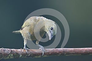 Palm Tanager Thraupis palmarum isolated, looking forward curiously. Selective focus on the head