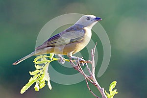 Palm Tanager Thraupis palmarum isolated, perched on a branch on a blurred green background