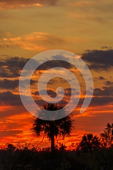 Palm Tee Silhouette Bright Orange Sunset