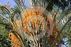 Palm Three Blooming Dates