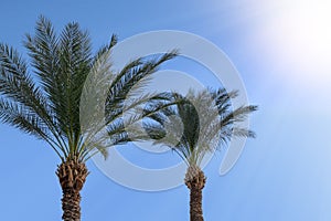 Palm top on blue sky and Sun rays. Tropical vacation mood background.