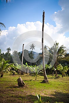 Palm without top, ecology problem